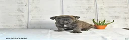 English Bulldog dogs for sale: Penny - Ad 2