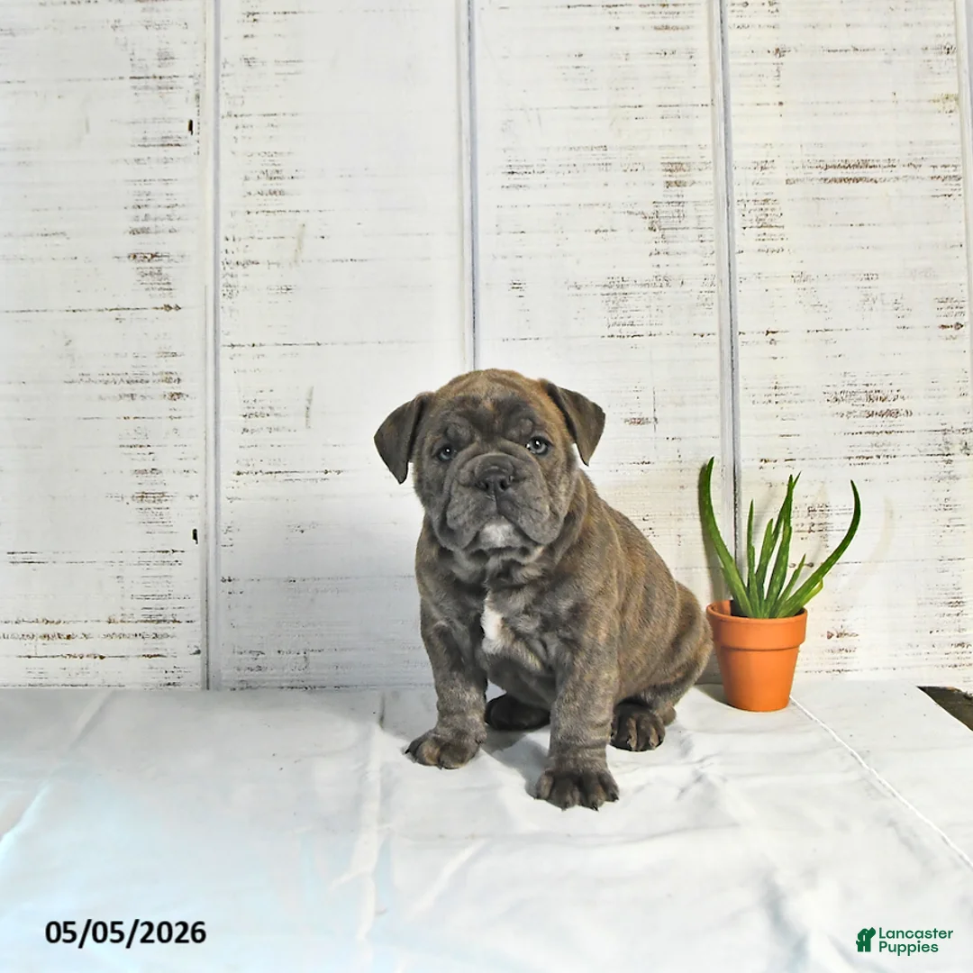English Bulldog dogs for sale: Penny - Ad 2