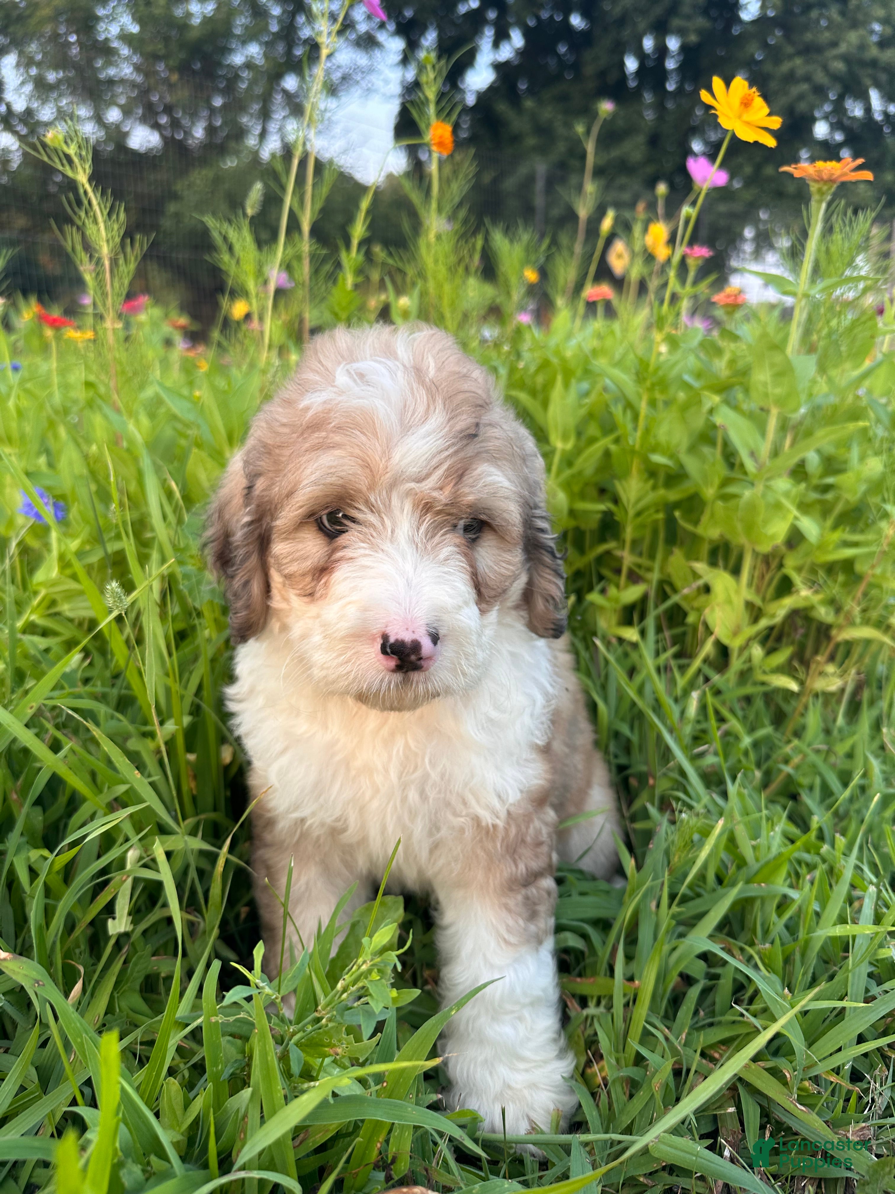 Bernedoodle dogs Bunny - Ad 2