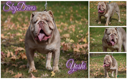 Old English Sheepdog dogs for stud: Skydrives Yoshi - Image 16