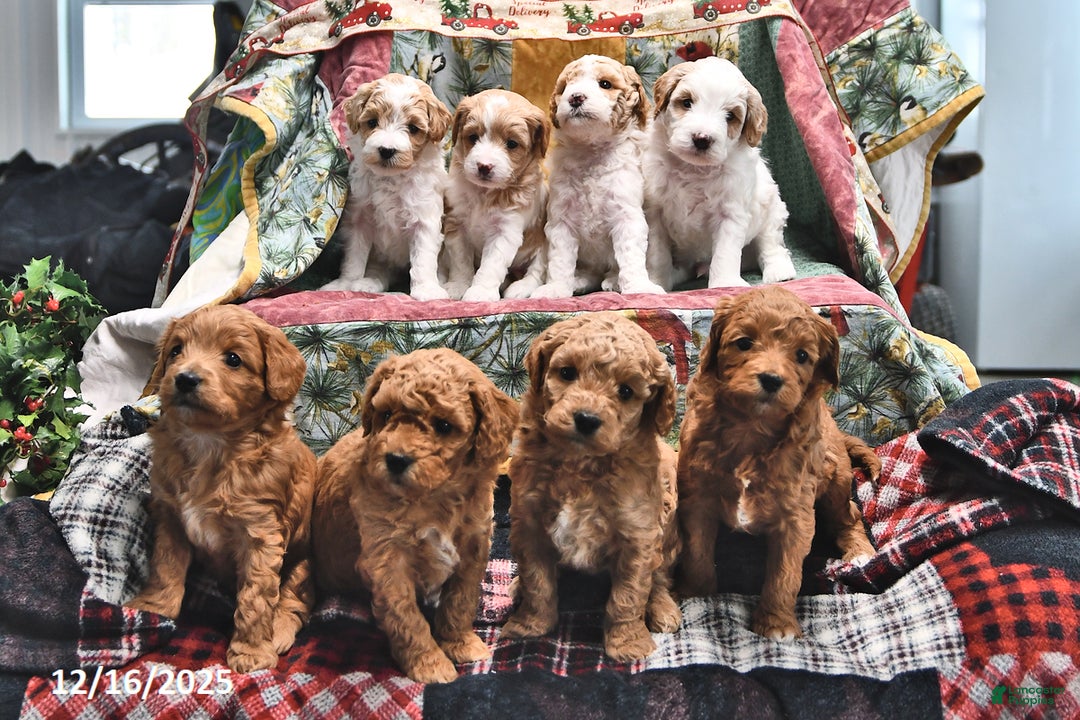 Goldendoodle dogs for sale: Molly - Ad 5