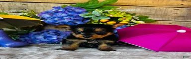 MiMi