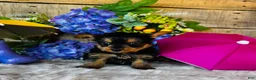 Yorkshire Terrier dogs for sale: MiMi - Ad 1