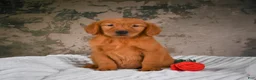 Golden Retriever dogs for sale: Tia - Ad 8