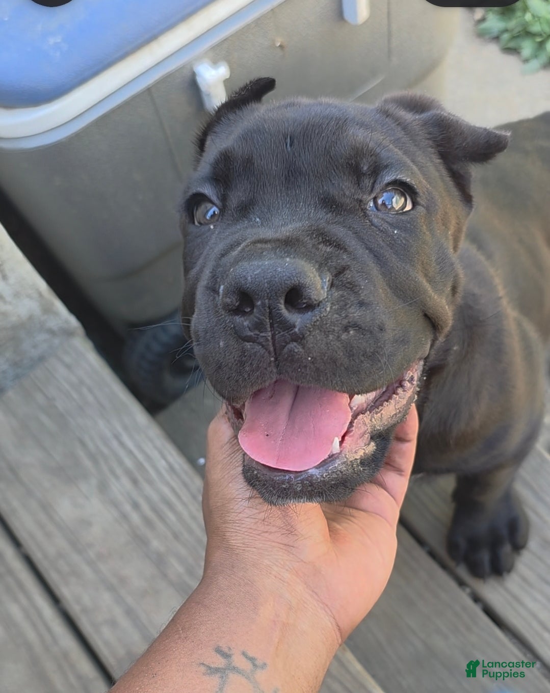 Cane Corso dogs Frankie - Ad 1