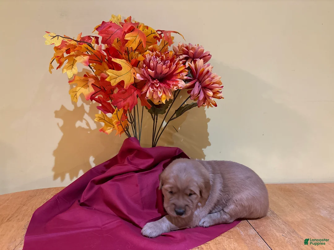 Golden Retriever dogs for sale: Miss Green - Ad 1