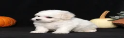 Bichon Frise dogs for sale: Layla - Ad 4