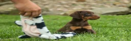 Doberman Pinscher dogs for sale:  Daisy (Red Rust) 🖤🐾 - Ad 2