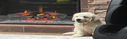 Golden Retriever dogs for sale: Golden Retriever 1 - Ad 3
