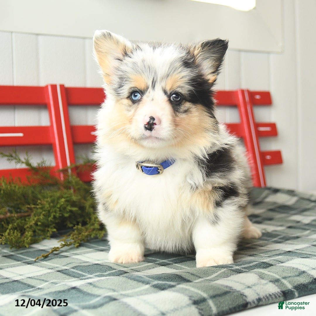 Welsh Corgi Pembroke dogs for sale: Fluffy Starburst - Ad 4