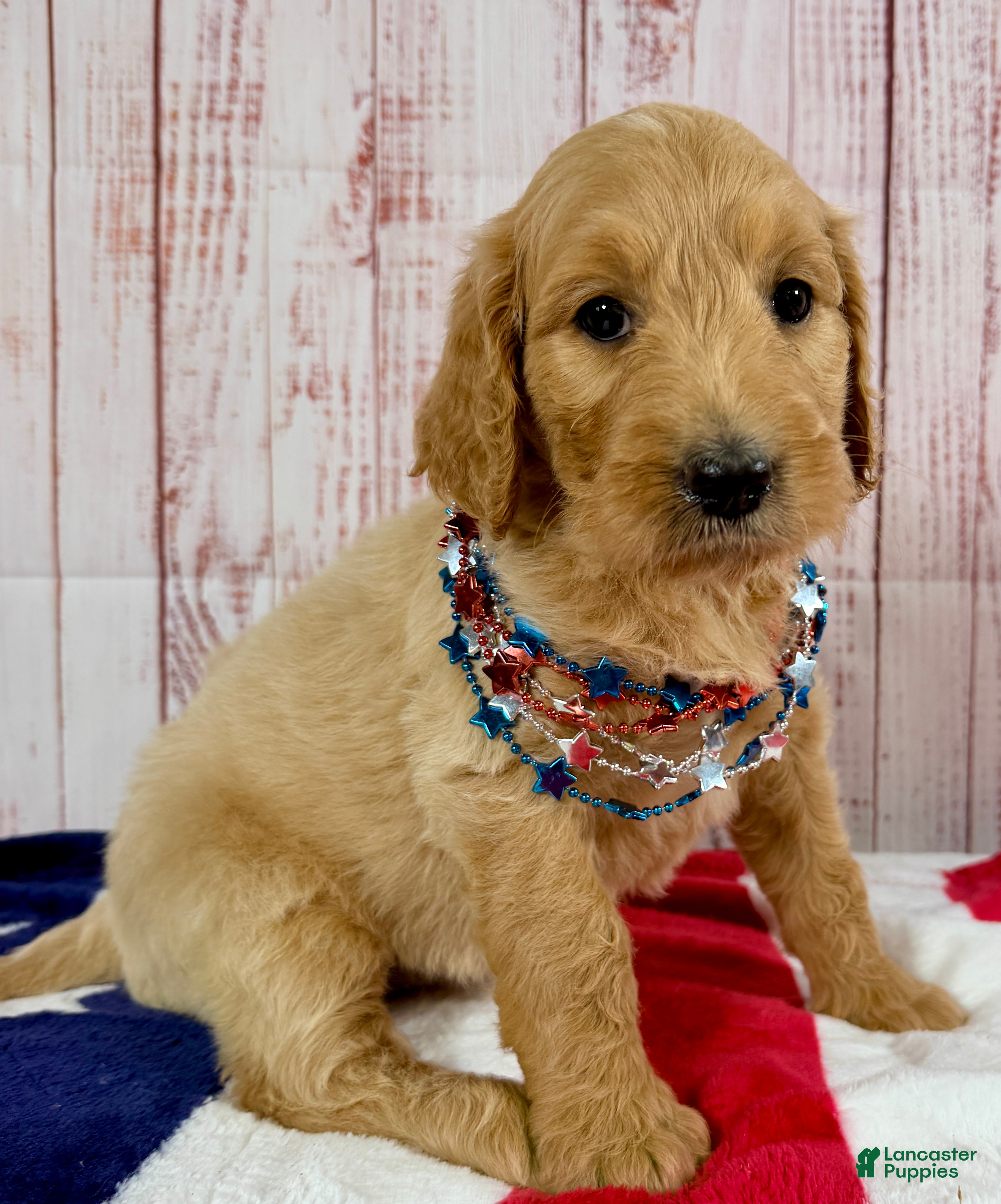 Goldendoodle dogs Sierra - Ad 1