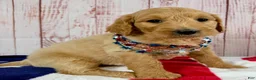 Goldendoodle dogs for sale: Sierra - Ad 1