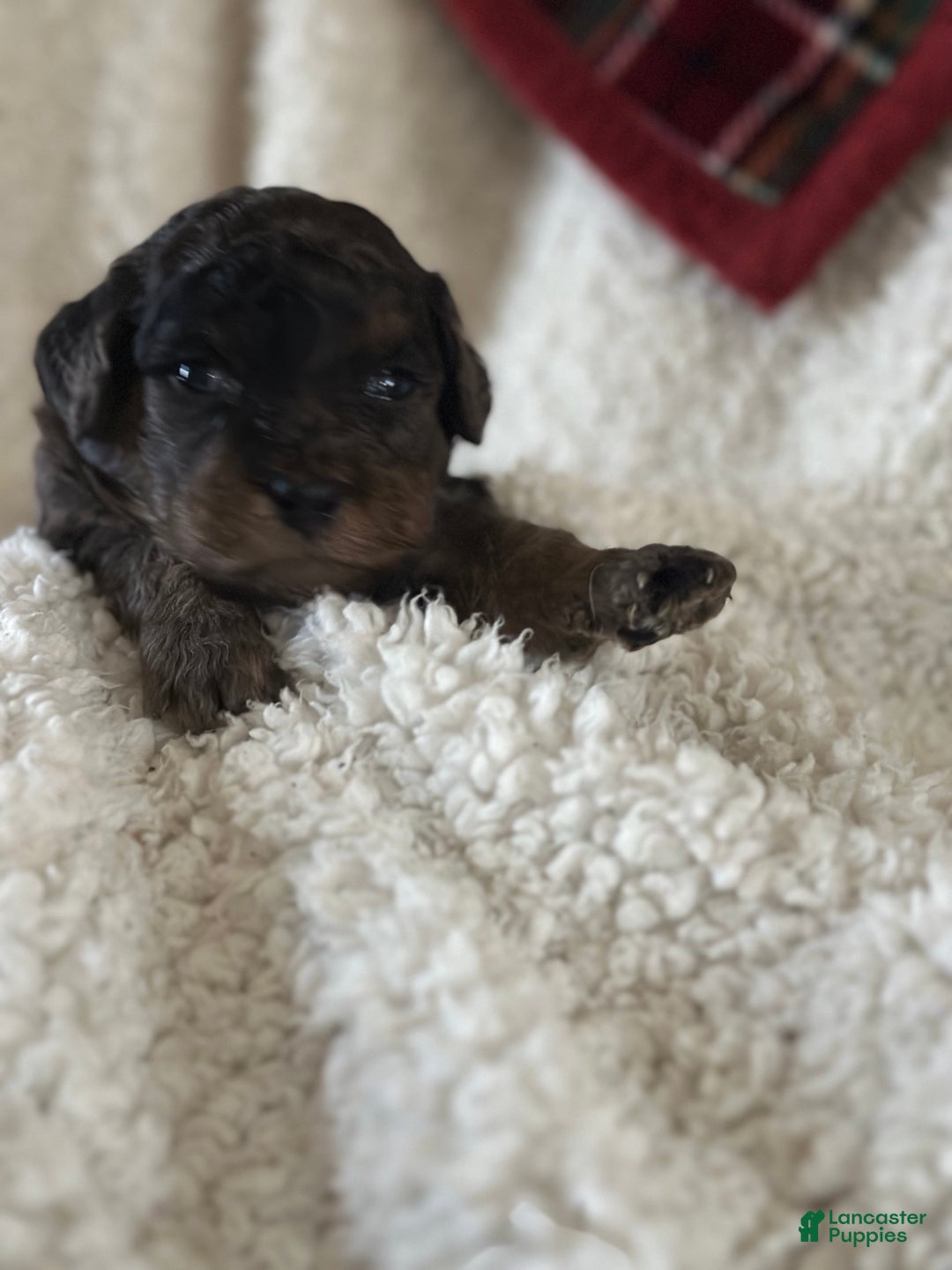 Mini Goldendoodle dogs for sale: Spice - Ad 8