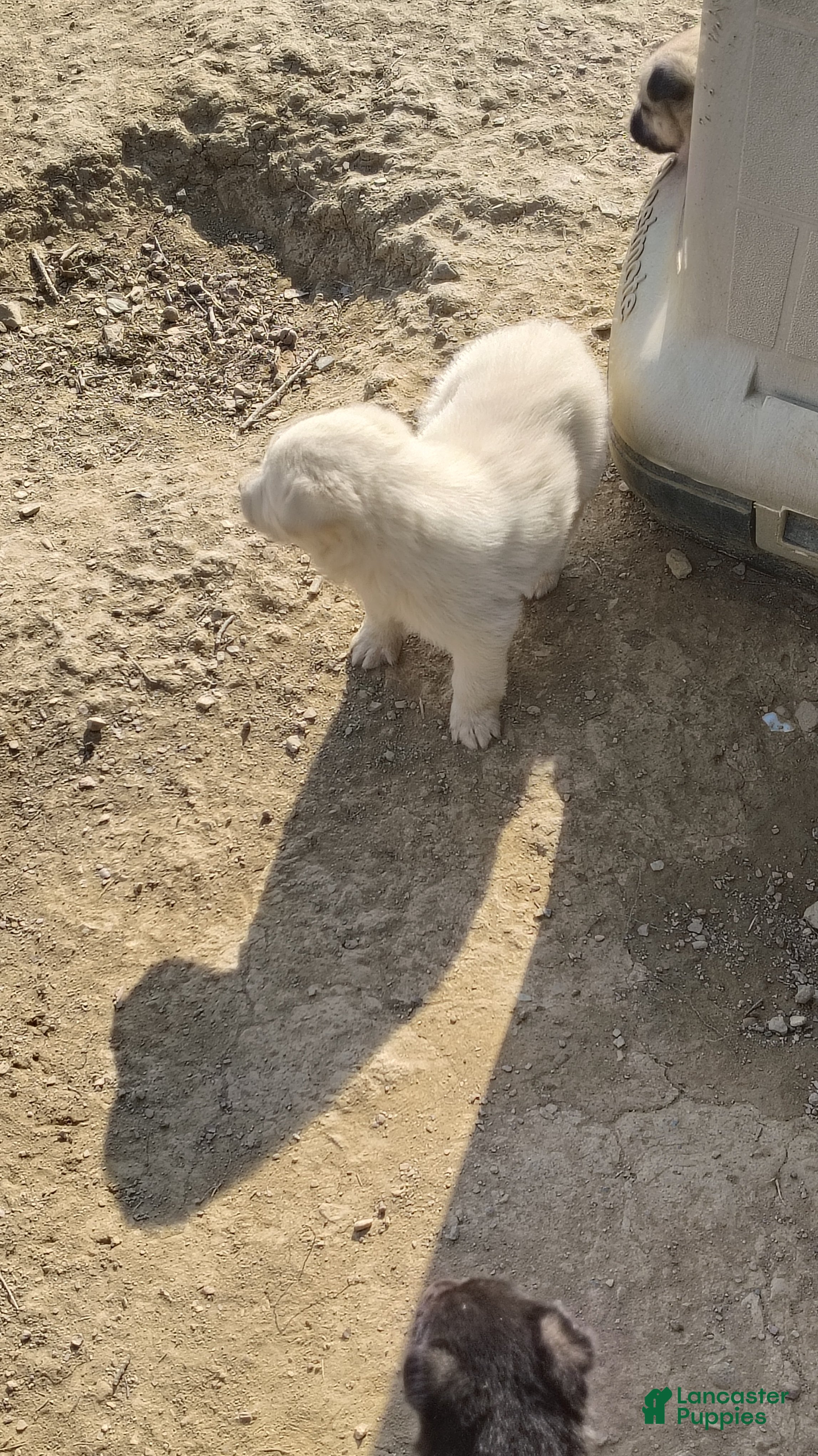 German Shepherd dogs German Shepherd Puppy 4 - Ad 31