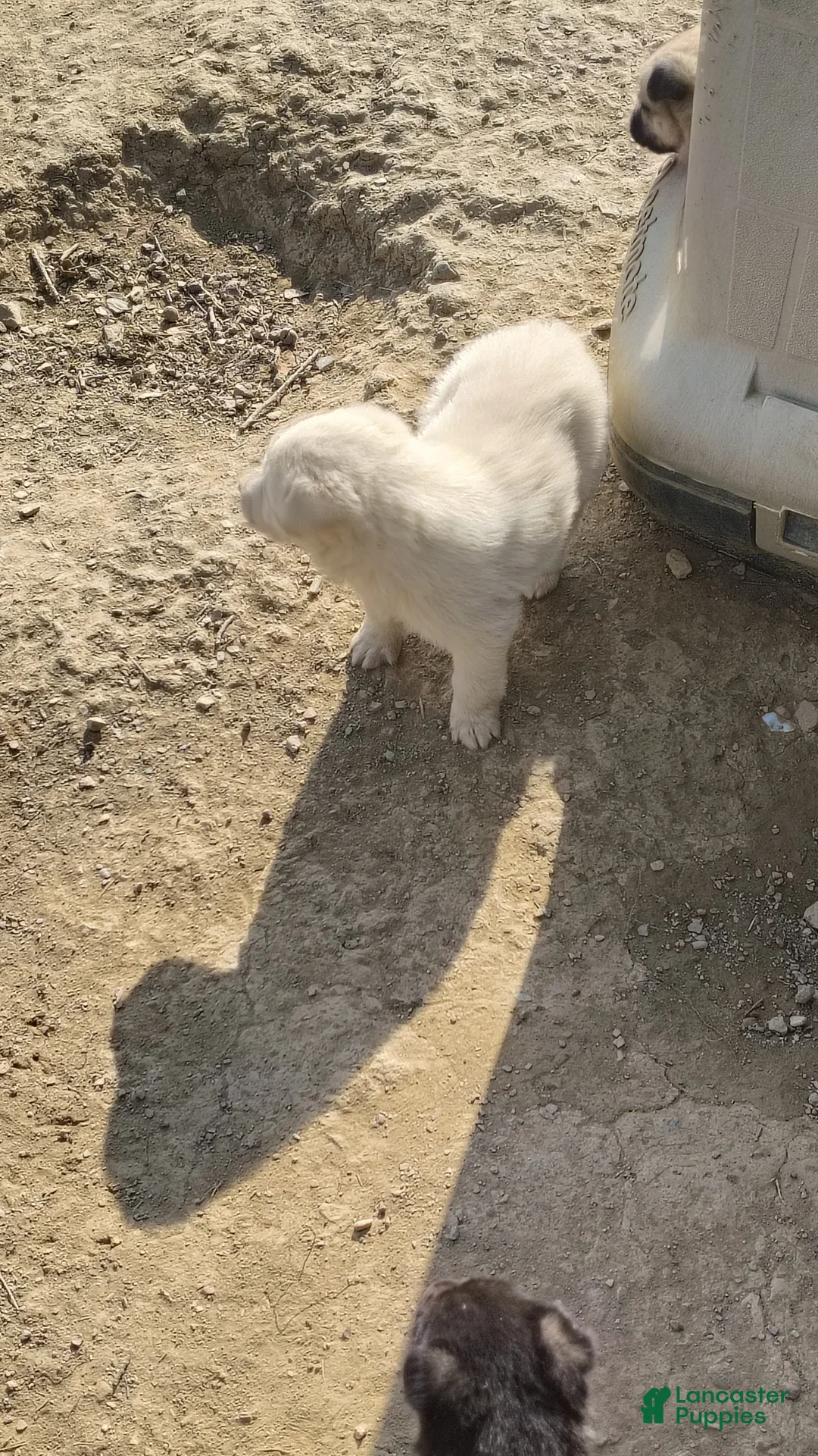 German Shepherd dogs for sale: German Shepherd Puppy 4 - Ad 1