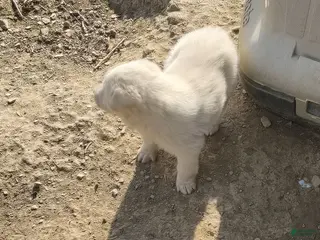 German Shepherd dogs German Shepherd Puppy 4 - Ad 5