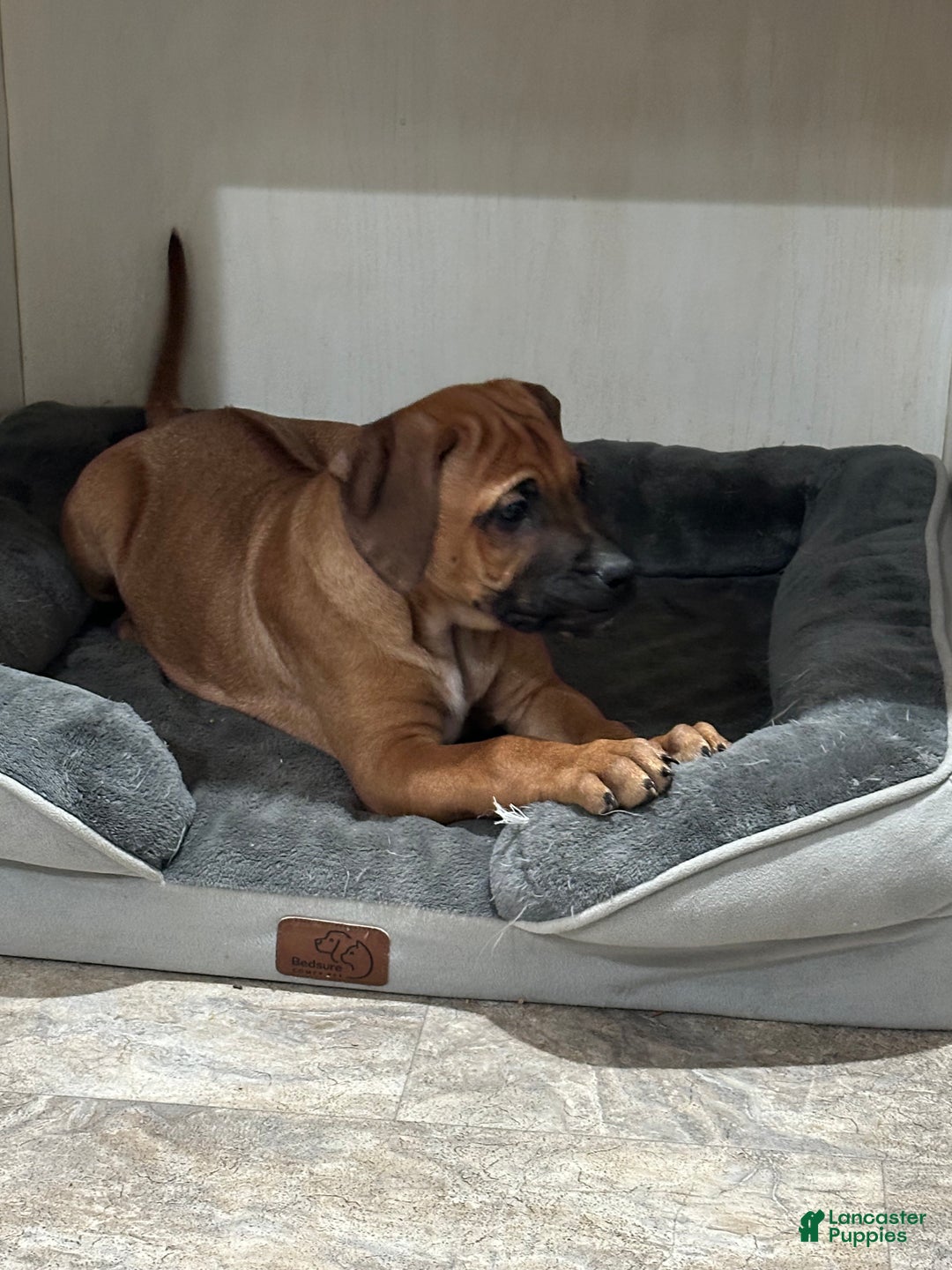 Rhodesian Ridgeback dogs for sale: SOLD Mae AKC RHODESIAN RIDGEBACK - Ad 5