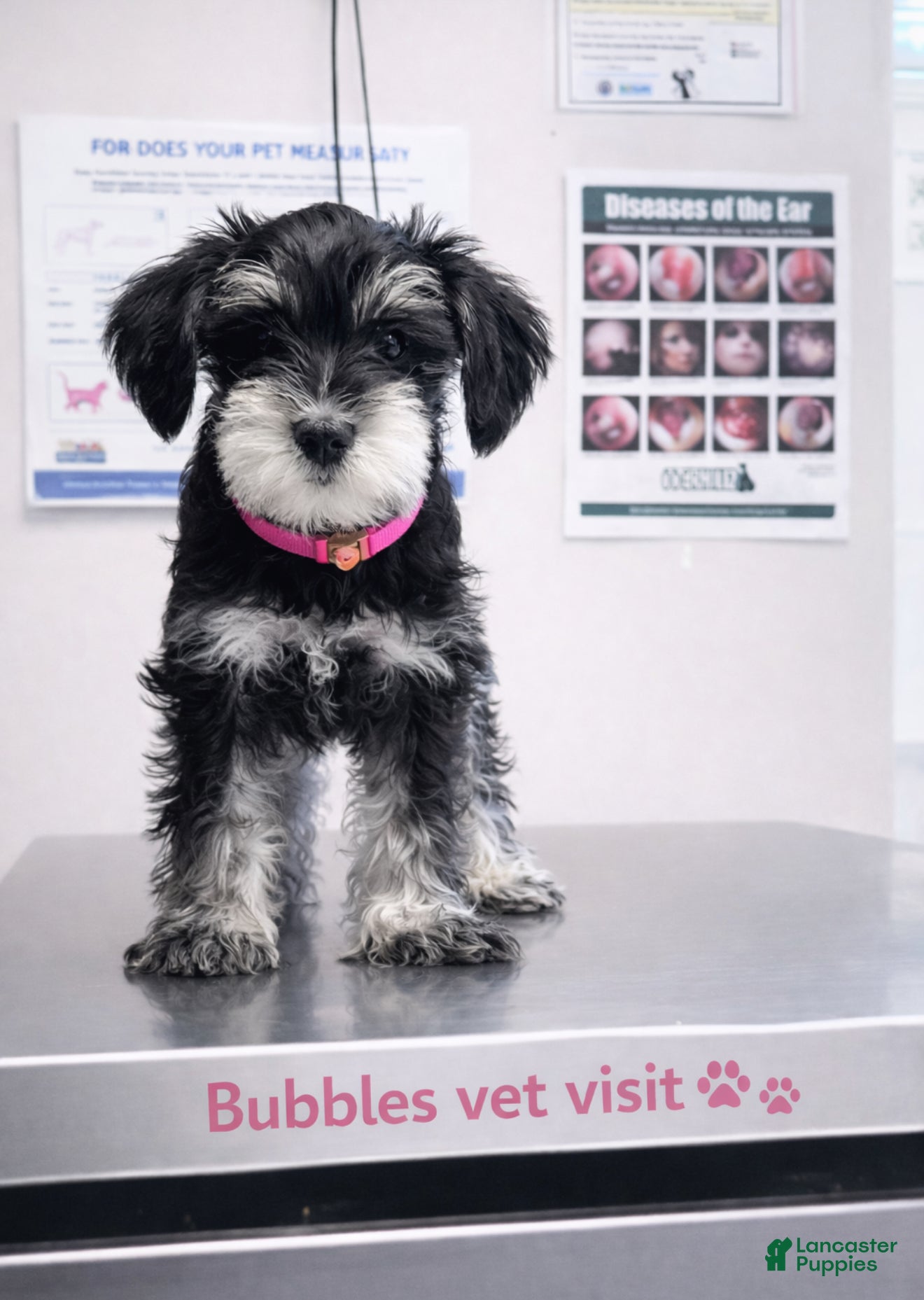 Miniature Schnauzer dogs Miniature Schnauzer Puppy 3 - Ad 30