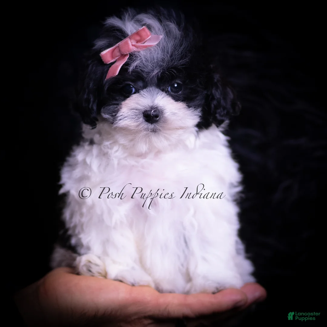Maltipoo dogs for sale: Maltipoo Puppy 4 - Ad 5