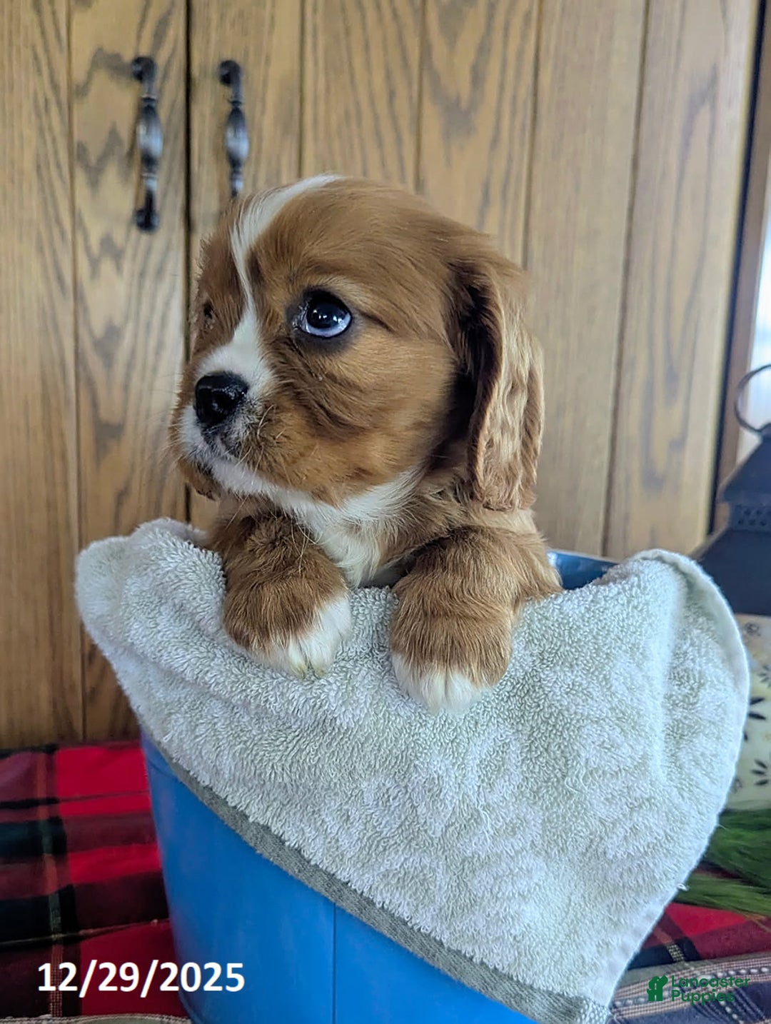 Cavalier King Charles Spaniel dogs for sale: Ranger - Ad 5
