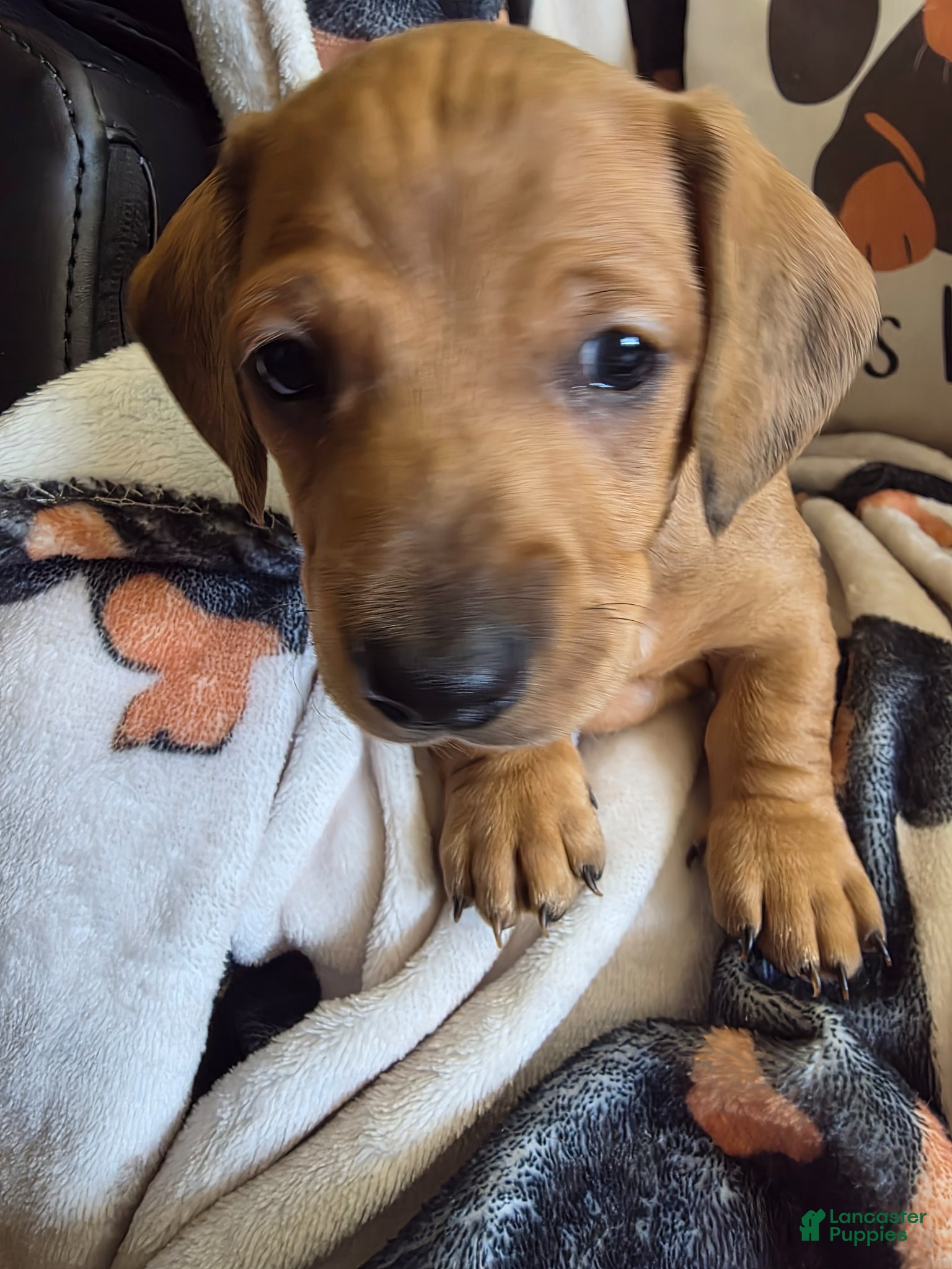 Miniature Dachshund dogs for sale: Danny - Ad 3
