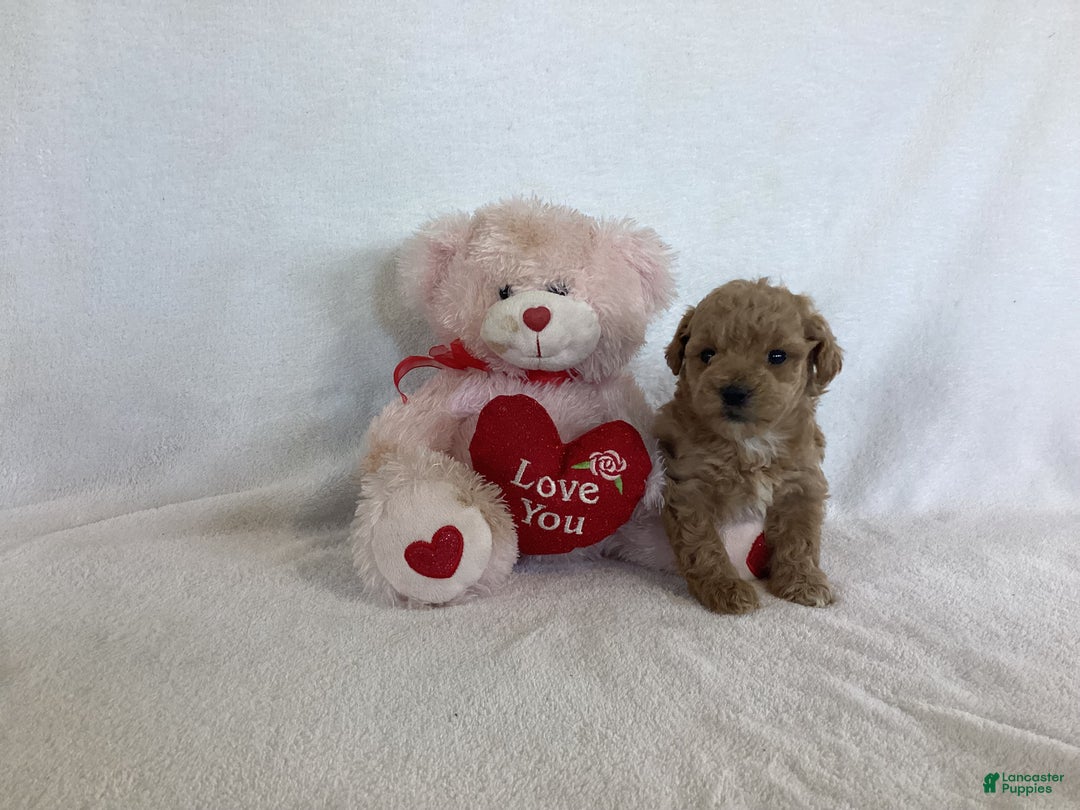Maltipoo dogs for sale: Cinder - Ad 4