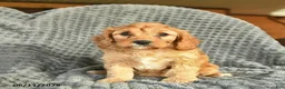 Cavapoo dogs for sale: Melody  - Ad 2