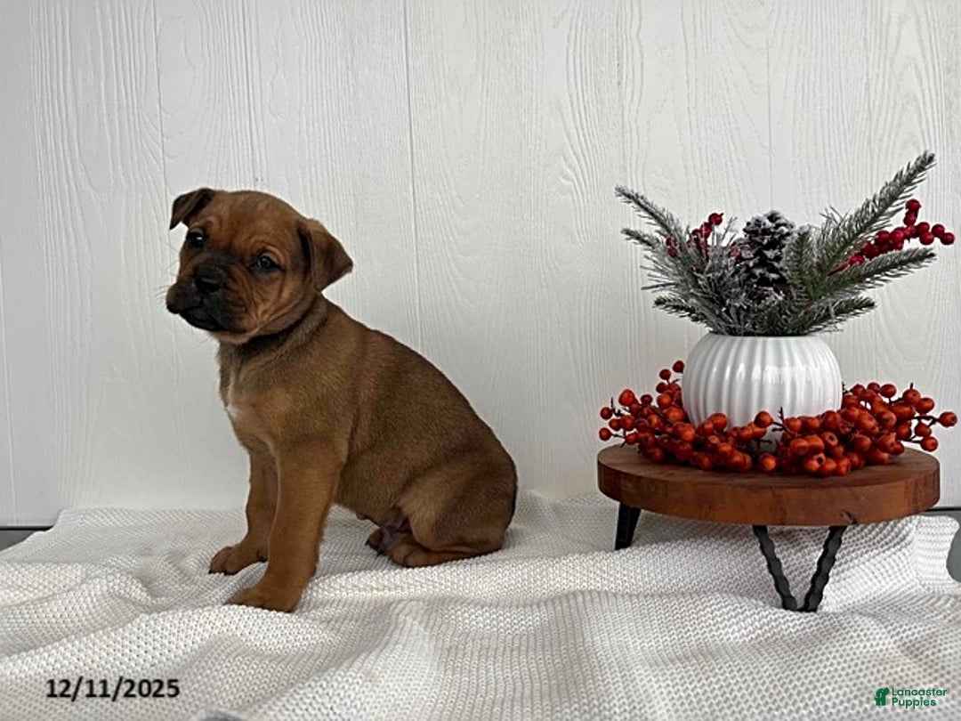 Mixed Breed dogs for sale: Mistletoe - Ad 4