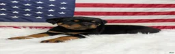 Rottweiler dogs for sale: Roxy - Ad 2