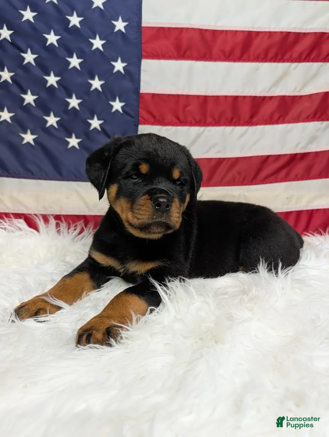 Rottweiler dogs for sale: Roxy - Ad 2