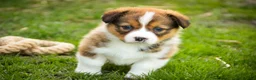 Welsh Corgi Pembroke dogs for sale: Giselle - Ad 8