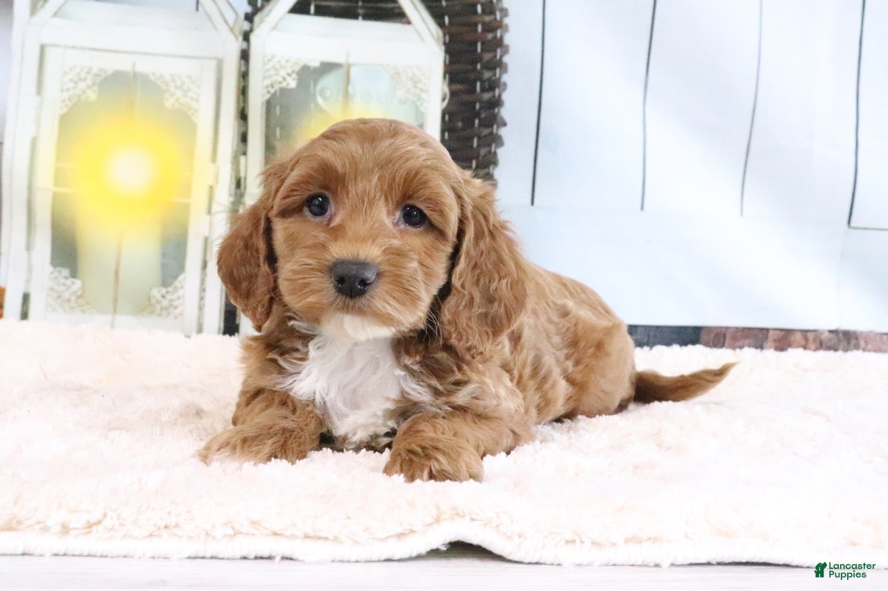 Mini Goldendoodle dogs Fluffy - Ad 2