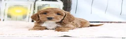 Mini Goldendoodle dogs for sale: Fluffy - Ad 2