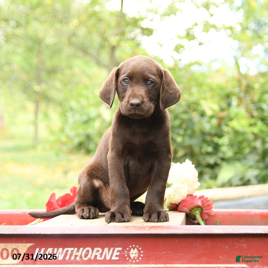 Labrador Retriever dogs Baxter - Ad 1