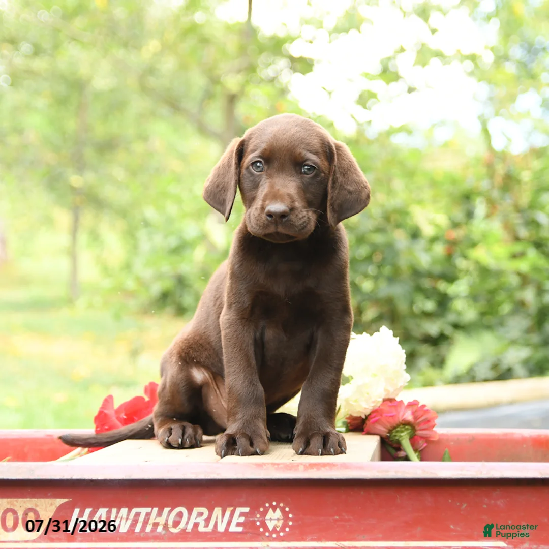 Labrador Retriever dogs for sale: Baxter - Ad 1