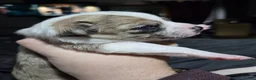 Chihuahua dogs for sale: Chihuahua 3 - Ad 3