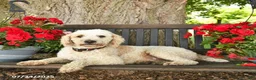 Mini Bernedoodle dogs for sale: Moonshine - Ad 7