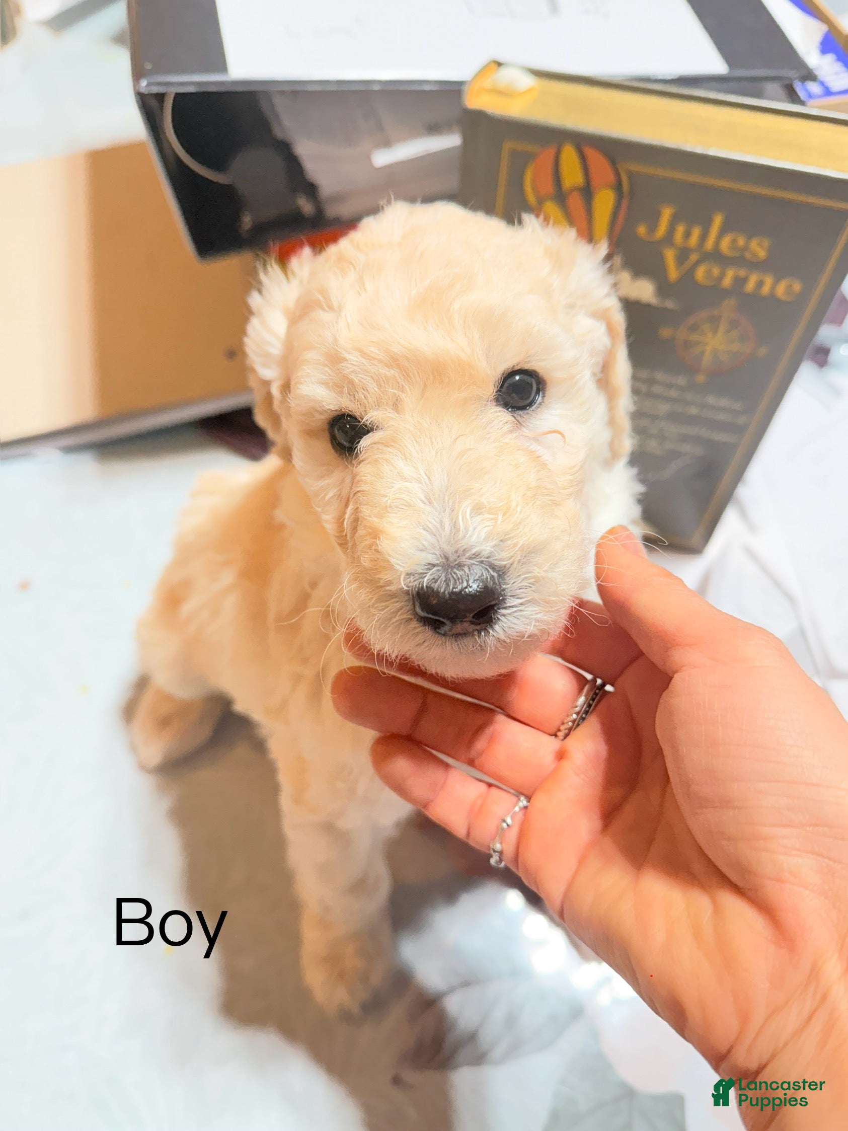 Standard Poodle dogs Standard Poodle Puppy 1 - Ad 25