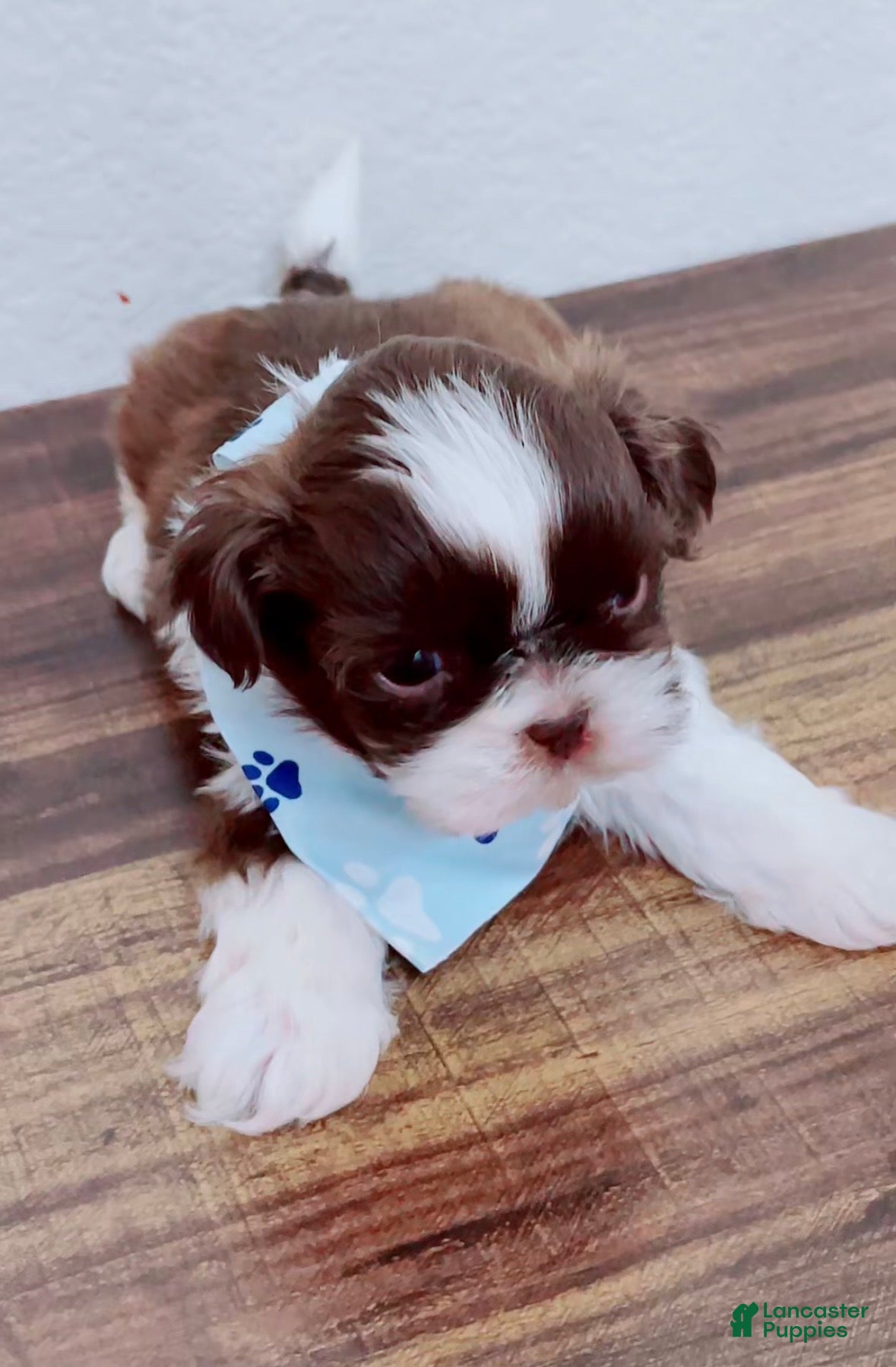 Shih Tzu dogs muffin - Ad 1