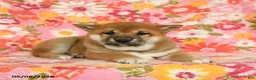 Shiba Inu dogs for sale: Sunflower - Ad 4