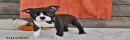 Boston Terrier dogs for sale: Flicka - Ad 4