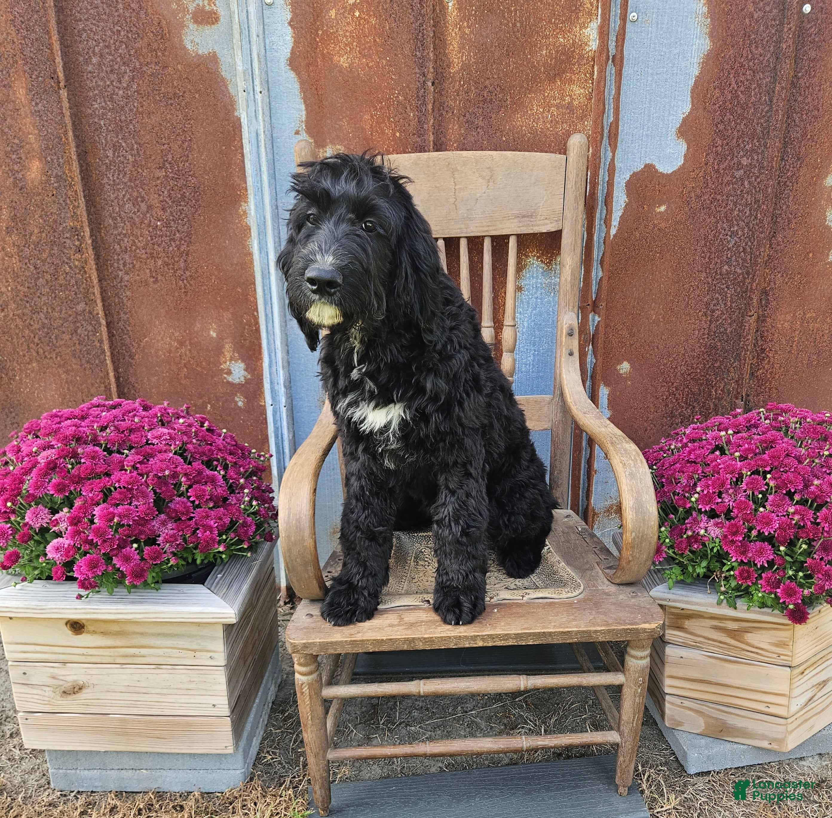 Goldendoodle dogs F1 StringBean - Ad 39