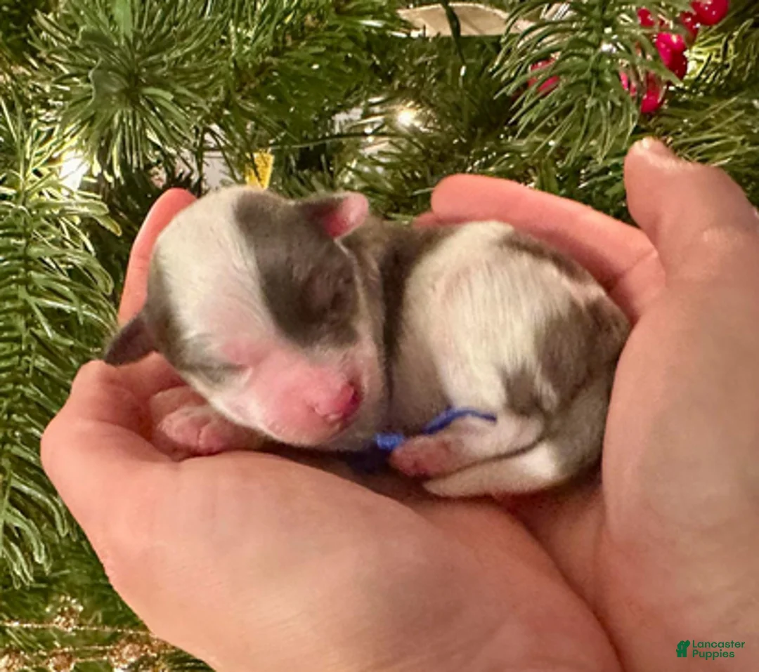 Aussiedoodle dogs for sale: Dustin The Brain Henderson - Ad 4