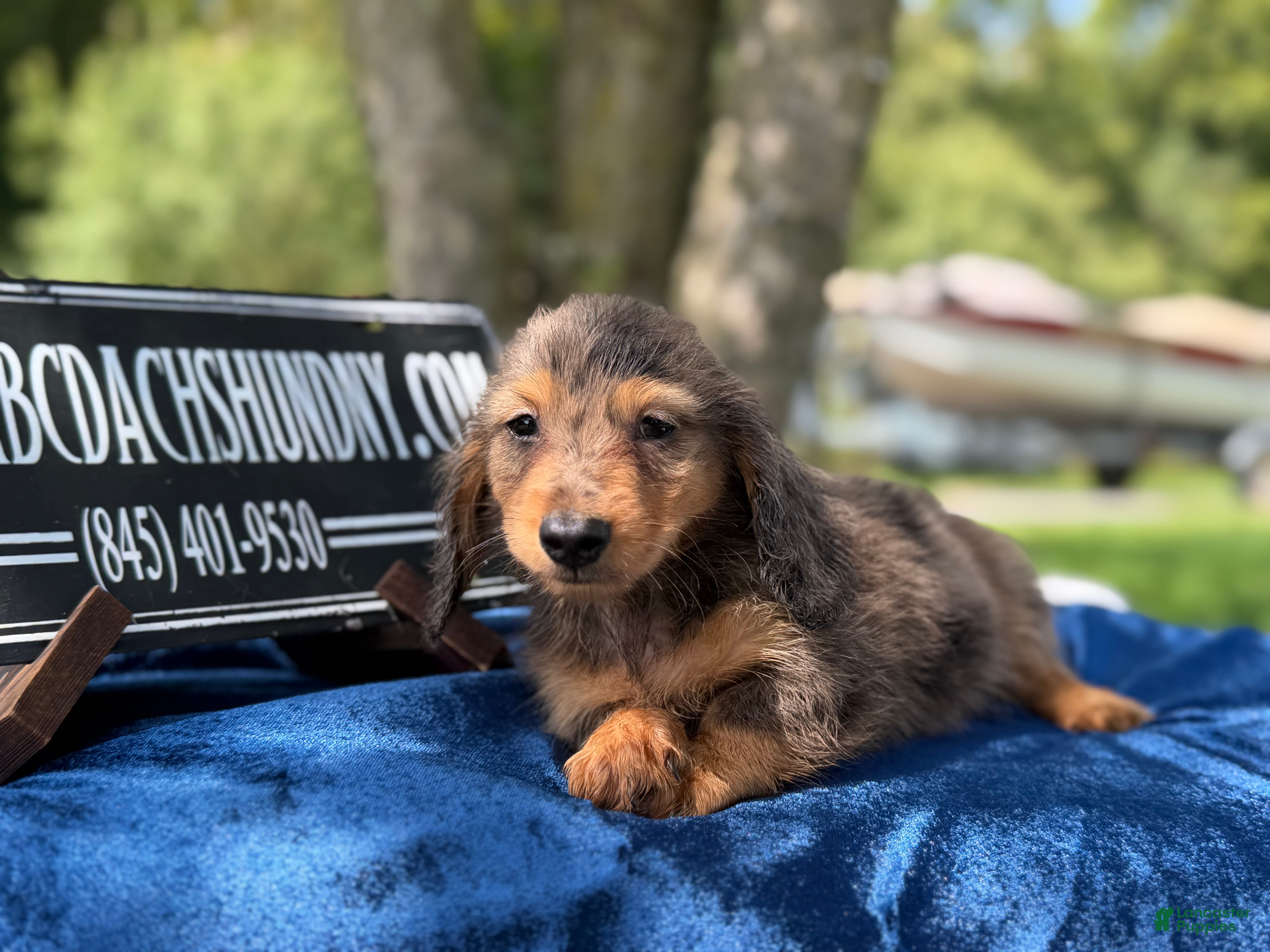 Miniature Dachshund dogs AKC Russian lh - Ad 14