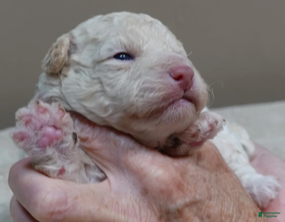 Toy Poodle dogs for sale: Kenobi cream parti male - Ad 7