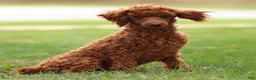 Toy Poodle dogs for sale: Ruby Belle - Ad 4