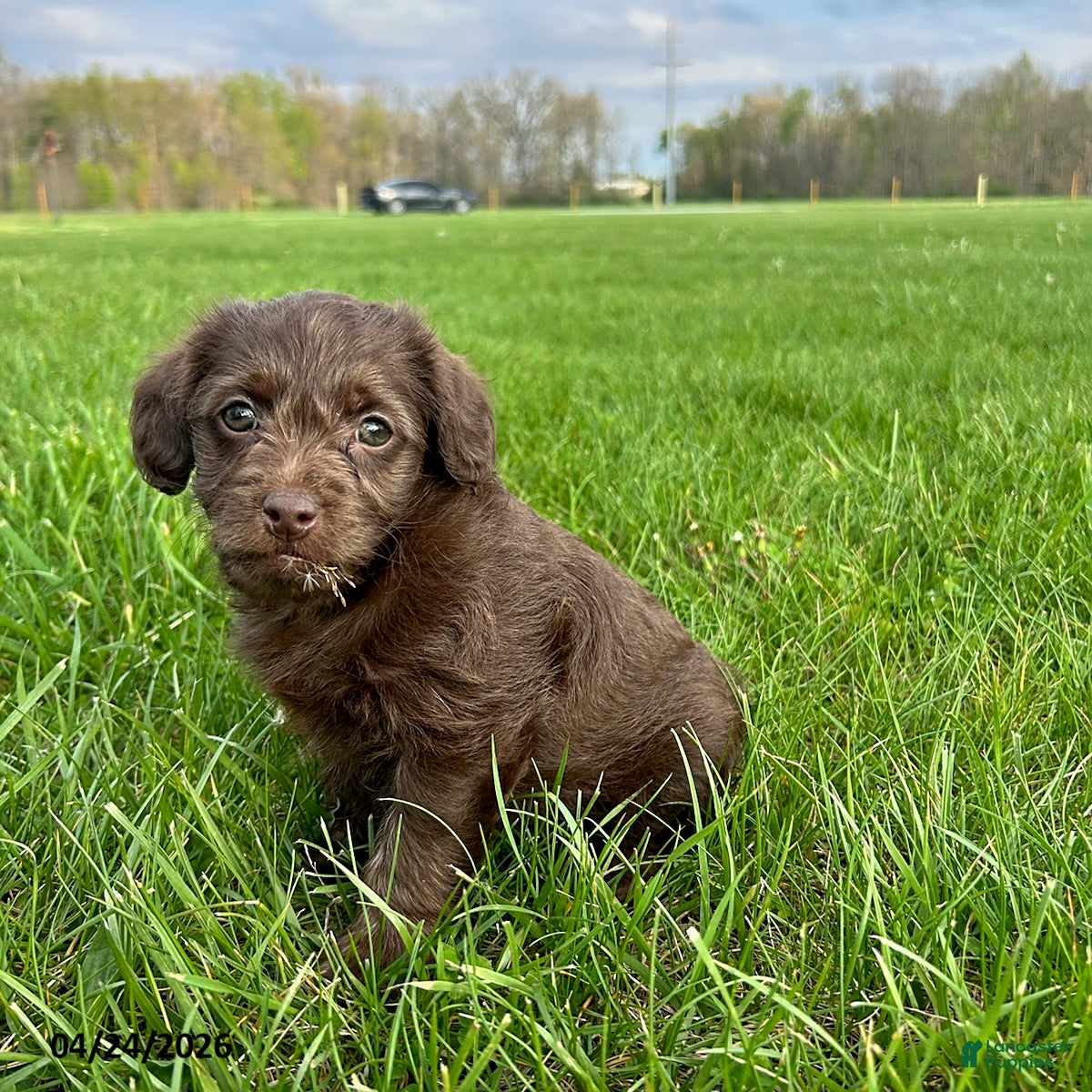 Yorkiepoo dogs Hershey - Ad 2