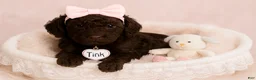 Standard Poodle dogs for sale: Tink - Ad 1