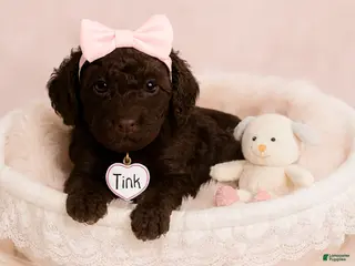 Standard Poodle dogs Tink - Ad 40