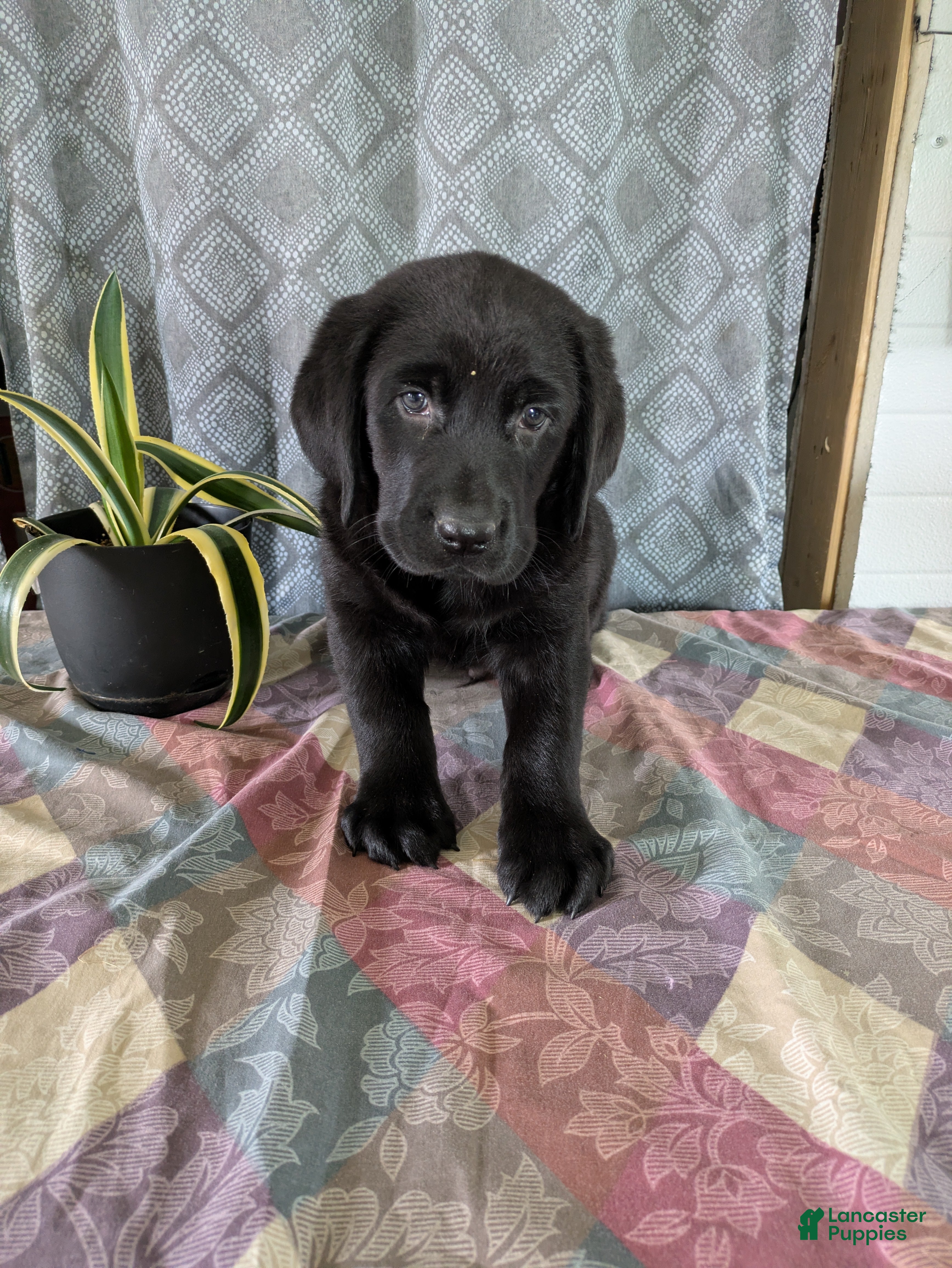 Labrador Retriever dogs Rudy - Ad 8